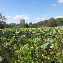 蓮池の部分