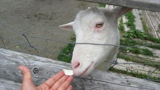 稚内空港近くにあるミニ動物園