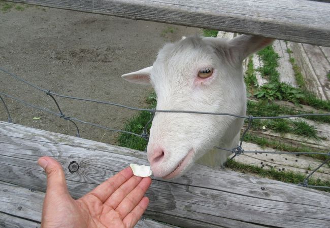 動物ふれあいランド クチコミ アクセス 営業時間 稚内 フォートラベル 動物ふれあいランド クチコミ アクセス 営業時間 稚内 フォートラベル