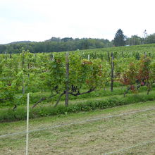 ブドウ畑に囲まれてます(ワインを作るので当たり前ですが)