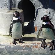 大人も楽しめるアットホームな水族館