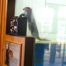 コツメカワウソのショー