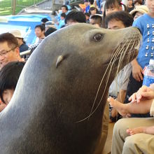 アシカショーは客席まで来てくれます