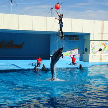 イルカショーは人との共演が見事☆