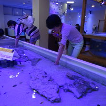 生き物にタッチできるコーナー