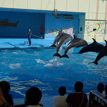 イルカショー