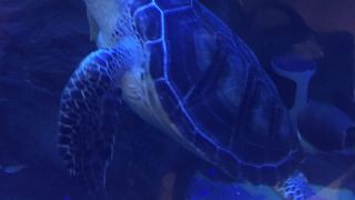 水槽があります