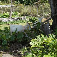 ヤギが飼われていました