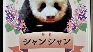 ジャイアントパンダを見ようと行列に並びました。