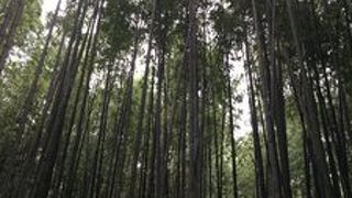 竹林は混んでいる！