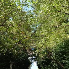 階段の上にも立派な鳥居