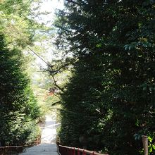 階段も参道も高い木に囲まれていて静かな気持ちになれます