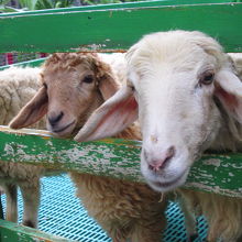 羊・やぎがいます