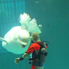 ベルーガとアイコンタクト