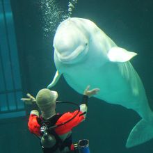 ベルーガとアイコンタクト 