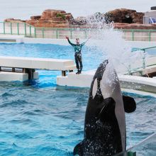 シャチのショーは水かぶり注意！