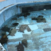 ウミガメもいっぱいいます。