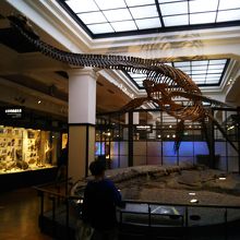 フタバスズキリュウ