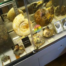 アンモナイトの化石 By Bei 国立科学博物館 ミュージアムショップ 上野本館 のクチコミ フォートラベル
