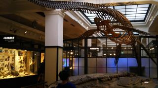 10月14日は化石の日