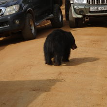 午前中のメインはクマさん。