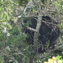 最初は木の上に居ましたが…