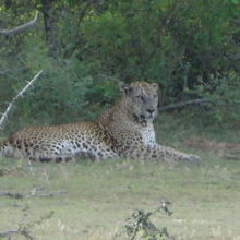 そして一番見たかったヒョウです！