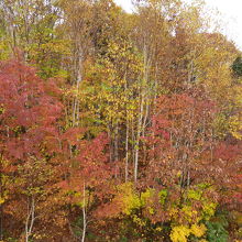 北海道の紅葉は黄色が強い