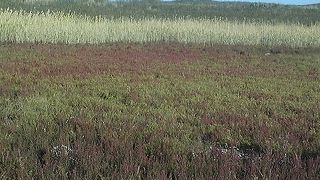 規模は大きくないですがサンゴ草が見られます