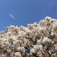 青空に御室の桜