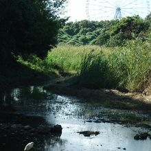 唯一とも言えた存在、鷺