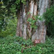 仙洞杉というのが一番大きな杉