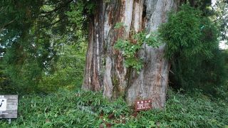 仙洞杉というのが一番大きな杉