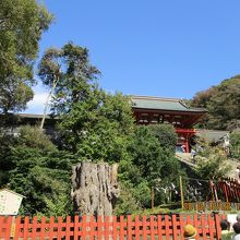 中央にある切り株が大銀杏