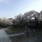 足羽山の桜