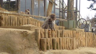 高尾山中腹にある猿園
