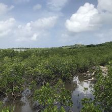たくさんのマングローブ