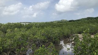 西表と同じマングローブ