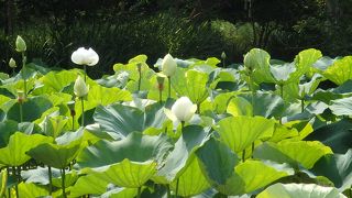 鶴岡八幡宮の境内にある源平池
