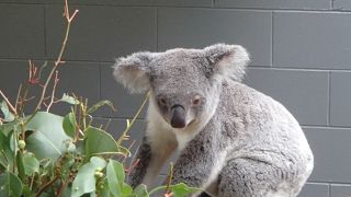 カンガルーが側に来ました。