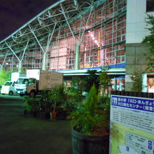 植木の品揃えは、さすが安行で多い。