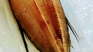 立派なひものがありました