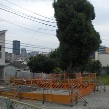 新渡戸稲造旧居跡に立っている大樹です。歴史の生き証人です。