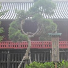 一見するだけで忘れない印象に残る松です！