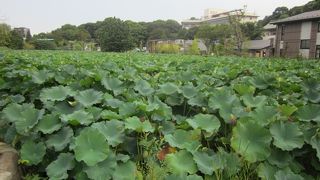 一面の蓮が凄い！