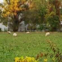 羊が草を食べていました。
