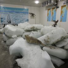 夏場でもホンモノが見れる宗谷流氷館