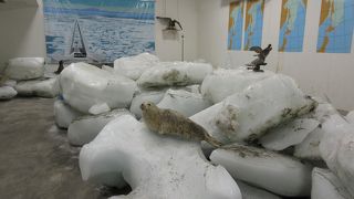 流氷を凍り漬けで展示