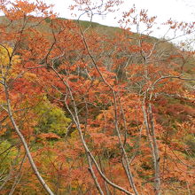 広葉樹の黄色、橙の紅葉も秋らしい。