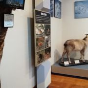 鳥海山の自然や歴史の展示